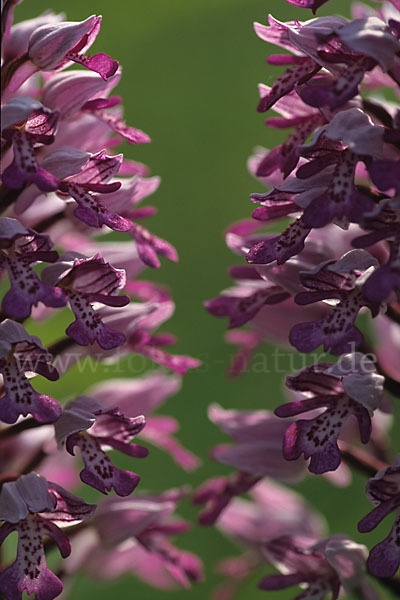 Helm-Knabenkraut (Orchis militaris)