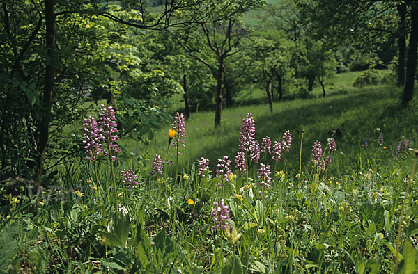 Helm-Knabenkraut (Orchis militaris)