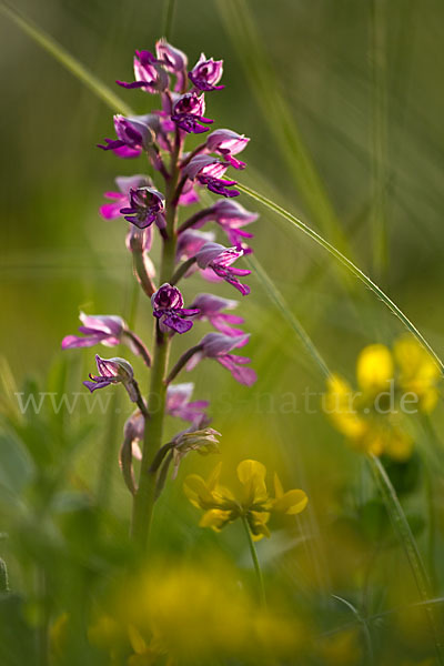 Helm-Knabenkraut (Orchis militaris)