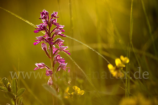 Helm-Knabenkraut (Orchis militaris)