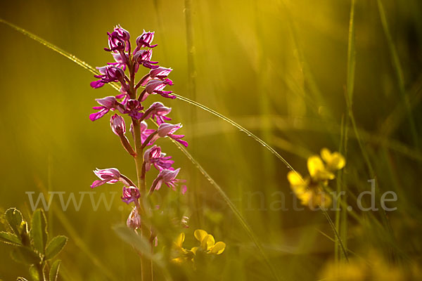 Helm-Knabenkraut (Orchis militaris)