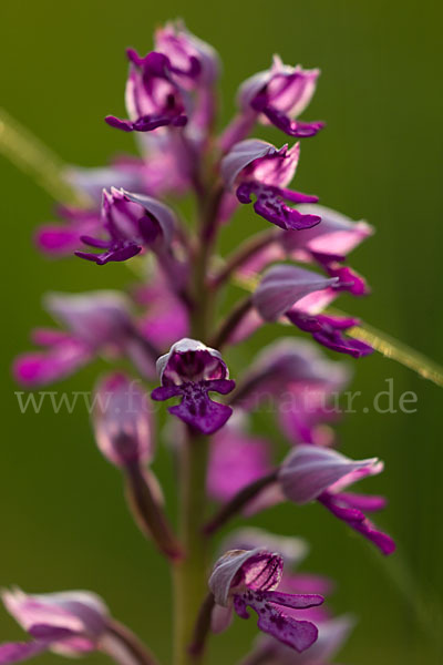 Helm-Knabenkraut (Orchis militaris)