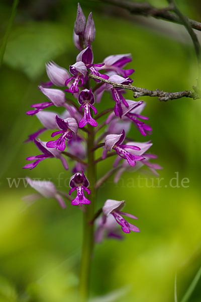 Helm-Knabenkraut (Orchis militaris)