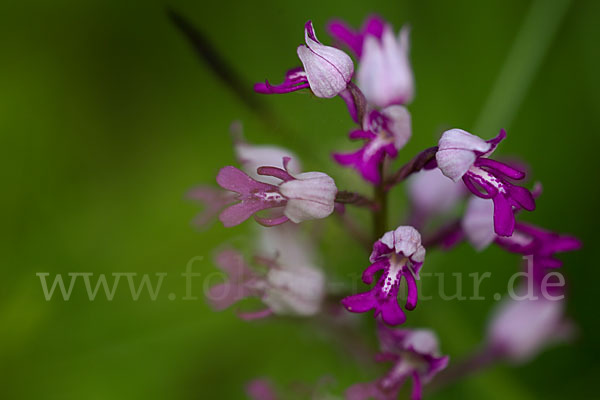 Helm-Knabenkraut (Orchis militaris)