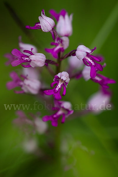 Helm-Knabenkraut (Orchis militaris)