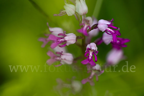 Helm-Knabenkraut (Orchis militaris)