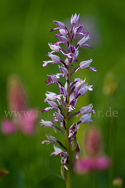 Helm-Knabenkraut (Orchis militaris)