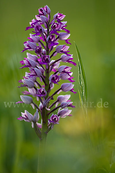 Helm-Knabenkraut (Orchis militaris)