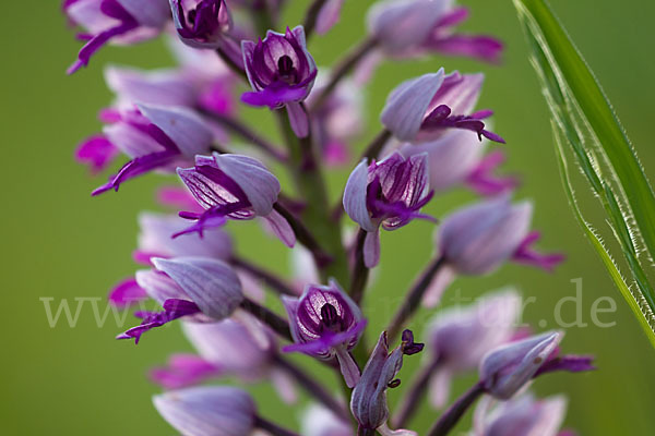 Helm-Knabenkraut (Orchis militaris)