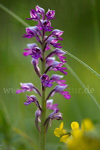 Helm-Knabenkraut (Orchis militaris)