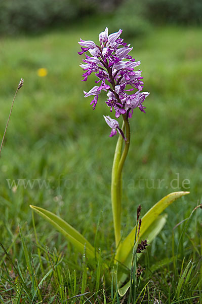 Helm-Knabenkraut (Orchis militaris)