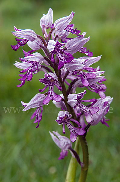 Helm-Knabenkraut (Orchis militaris)