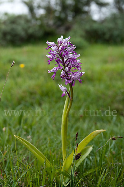 Helm-Knabenkraut (Orchis militaris)