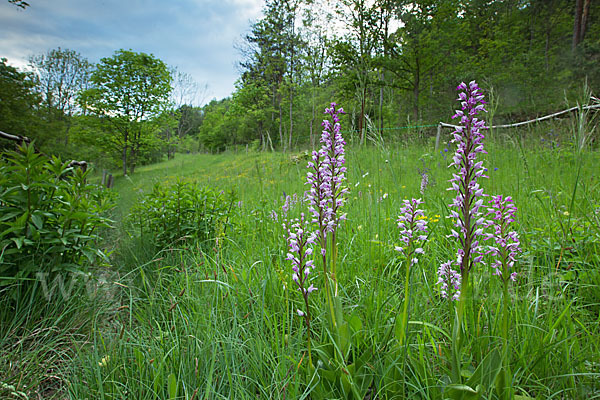 Helm-Knabenkraut (Orchis militaris)