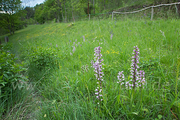 Helm-Knabenkraut (Orchis militaris)