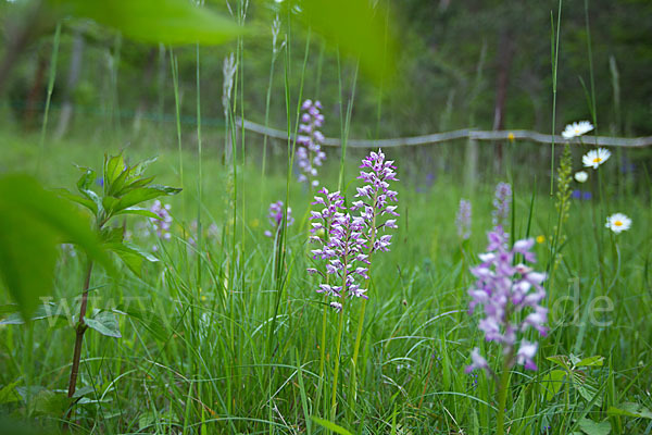 Helm-Knabenkraut (Orchis militaris)