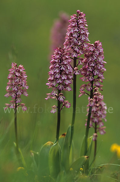 Helm-Knabenkraut x Purpur-Knabenkraut (Orchis x hybrida)