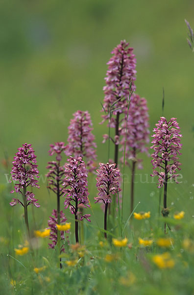 Helm-Knabenkraut x Purpur-Knabenkraut (Orchis x hybrida)