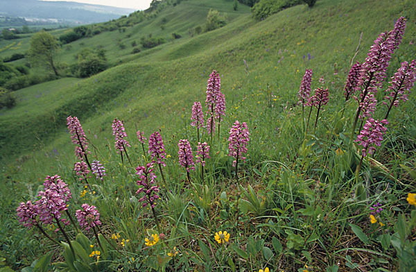 Helm-Knabenkraut x Purpur-Knabenkraut (Orchis x hybrida)