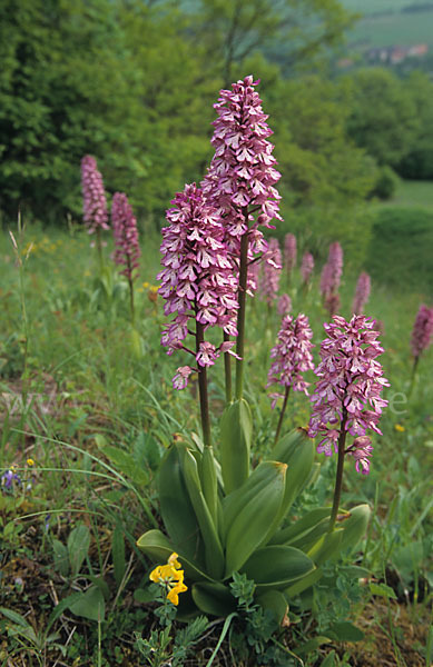 Helm-Knabenkraut x Purpur-Knabenkraut (Orchis x hybrida)