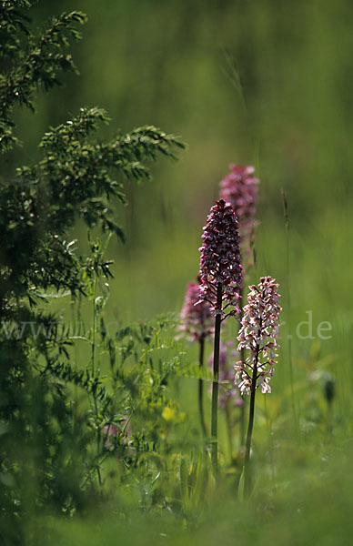 Helm-Knabenkraut x Purpur-Knabenkraut (Orchis x hybrida)