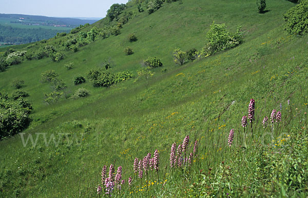 Helm-Knabenkraut x Purpur-Knabenkraut (Orchis x hybrida)