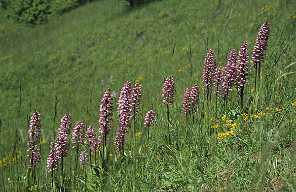 Helm-Knabenkraut x Purpur-Knabenkraut (Orchis x hybrida)