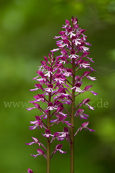 Helm-Knabenkraut x Purpur-Knabenkraut (Orchis x hybrida)