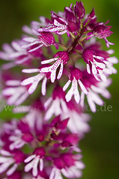 Helm-Knabenkraut x Purpur-Knabenkraut (Orchis x hybrida)