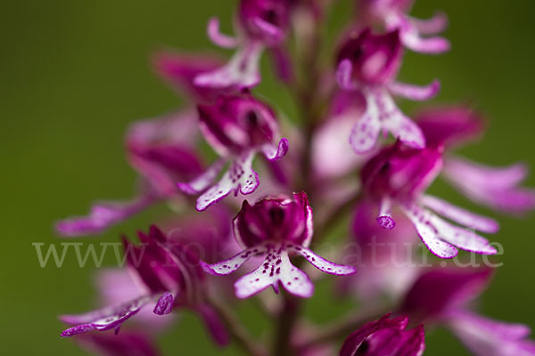 Helm-Knabenkraut x Purpur-Knabenkraut (Orchis x hybrida)