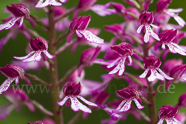 Helm-Knabenkraut x Purpur-Knabenkraut (Orchis x hybrida)