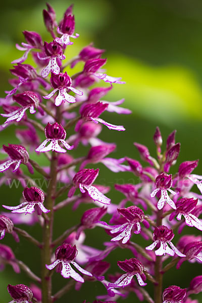 Helm-Knabenkraut x Purpur-Knabenkraut (Orchis x hybrida)