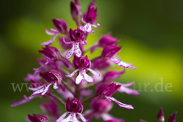 Helm-Knabenkraut x Purpur-Knabenkraut (Orchis x hybrida)