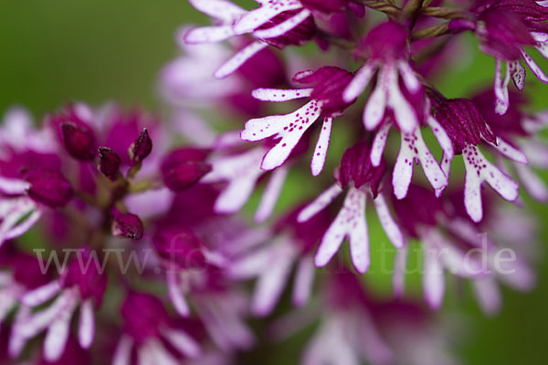 Helm-Knabenkraut x Purpur-Knabenkraut (Orchis x hybrida)