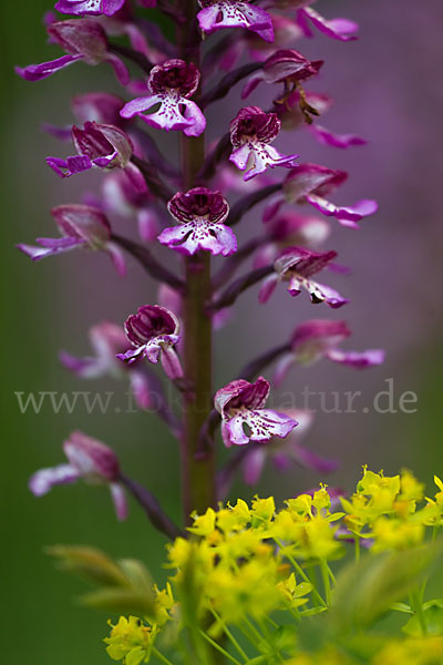 Helm-Knabenkraut x Purpur-Knabenkraut (Orchis x hybrida)