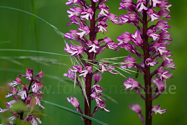 Helm-Knabenkraut x Purpur-Knabenkraut (Orchis x hybrida)