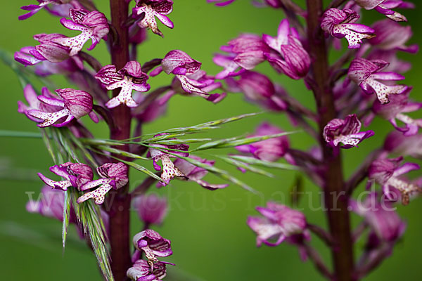 Helm-Knabenkraut x Purpur-Knabenkraut (Orchis x hybrida)