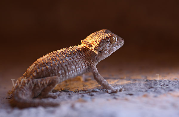 Helmkopfgecko (Tarentola chazaliae)