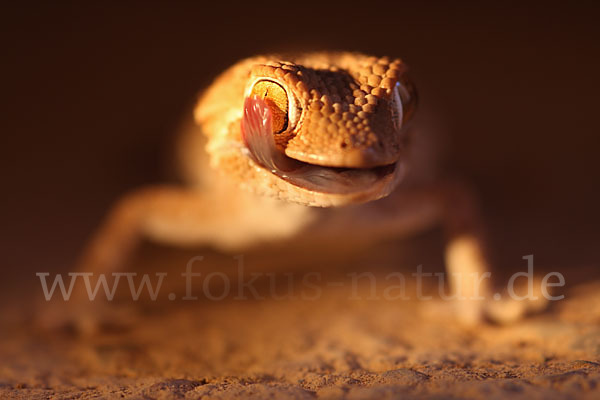 Helmkopfgecko (Tarentola chazaliae)