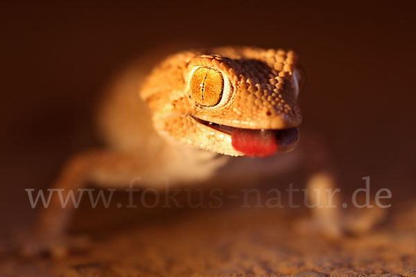 Helmkopfgecko (Tarentola chazaliae)