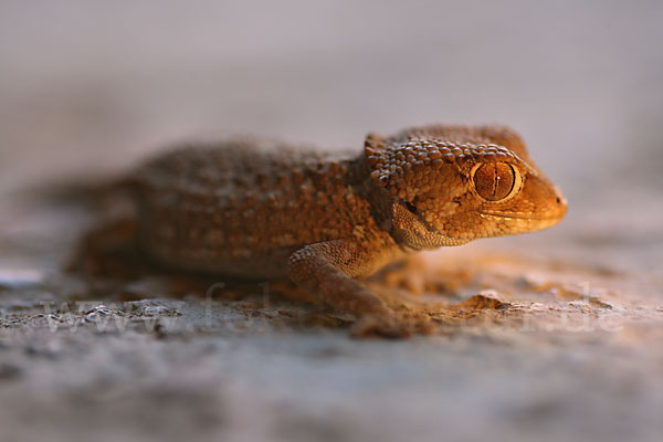 Helmkopfgecko (Tarentola chazaliae)