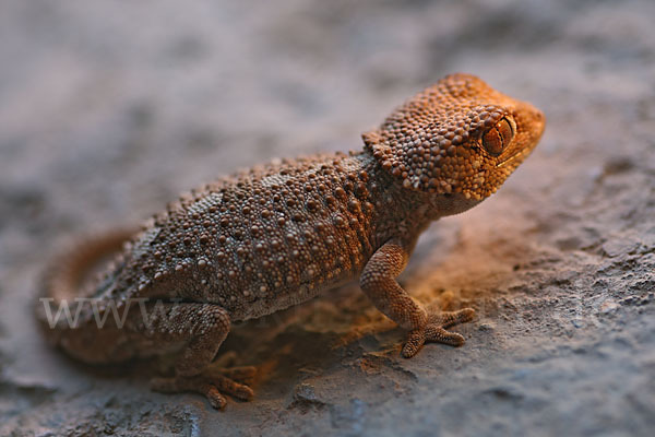 Helmkopfgecko (Tarentola chazaliae)