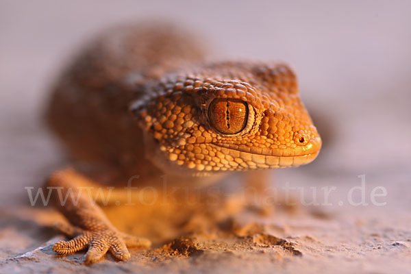 Helmkopfgecko (Tarentola chazaliae)