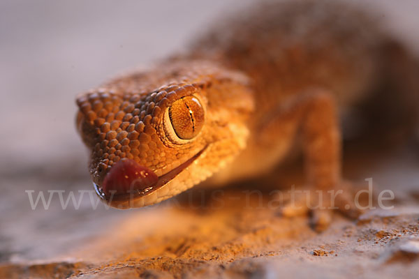 Helmkopfgecko (Tarentola chazaliae)