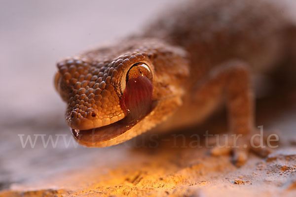 Helmkopfgecko (Tarentola chazaliae)