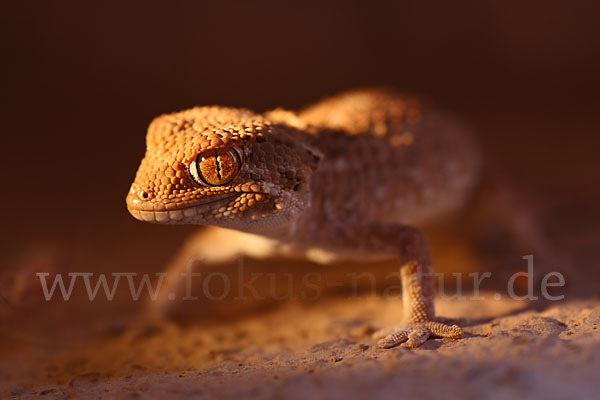 Helmkopfgecko (Tarentola chazaliae)