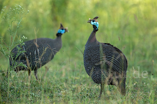 Helmperlhuhn (Numida meleagris)