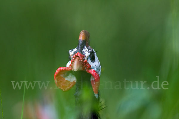 Helmperlhuhn (Numida meleagris)