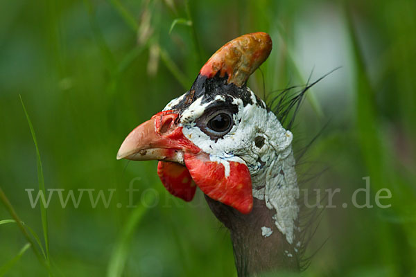 Helmperlhuhn (Numida meleagris)