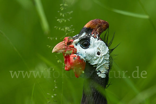 Helmperlhuhn (Numida meleagris)